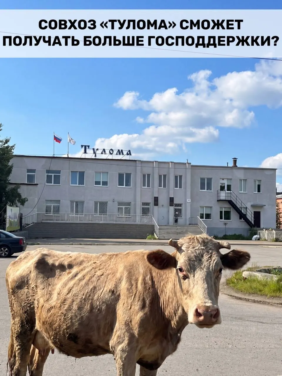 Правила субсидирования молочного животноводства изменили: теперь господдержку смогут получать хозяйства с долей государства или муниципалитета свыше 25%. Для Мурманской области это актуально, но внутренние проблемы в совхозе «Тулома» ставят под вопрос своевременность помощи.