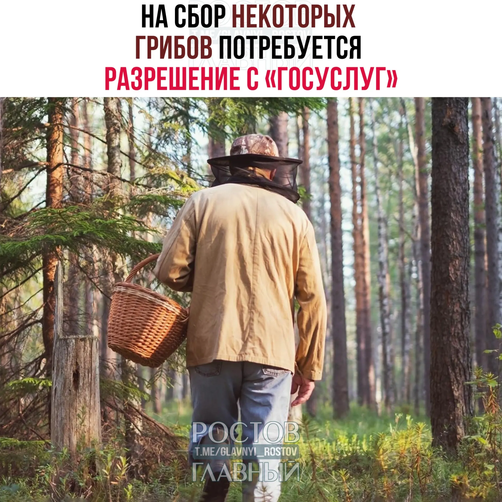 Для некоторых видов — в том числе сыроежки золотистой и чёрного трюфеля — вводят обязательные пропуска. Заявки будут рассматривать до 15 дней; сбор краснокнижных грибов без разрешения повлечёт уголовную ответственность.