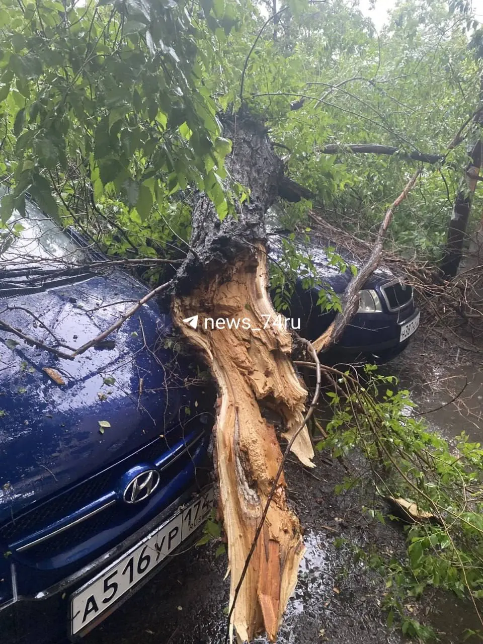 На&nbsp;улице Энгельса в&nbsp;Челябинске дерево упало на&nbsp;припаркованные автомобили
