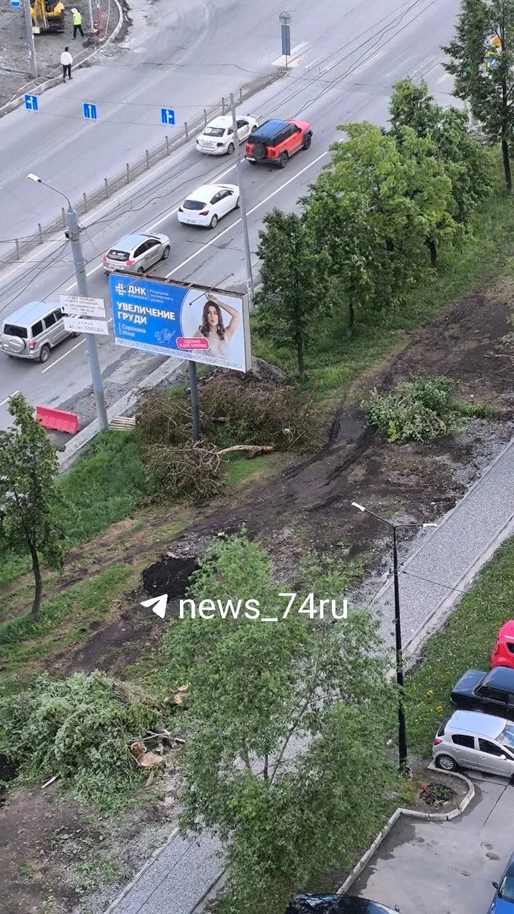 В&nbsp;Челябинске на&nbsp;Братьев Кашириных спилили крупные шаровидные ивы