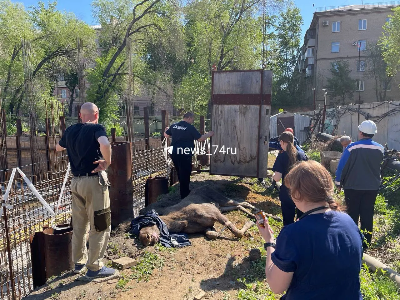 Животное успокоили и перевезут обратно в лес; специалисты оценивают состояние лосихи как удовлетворительное.