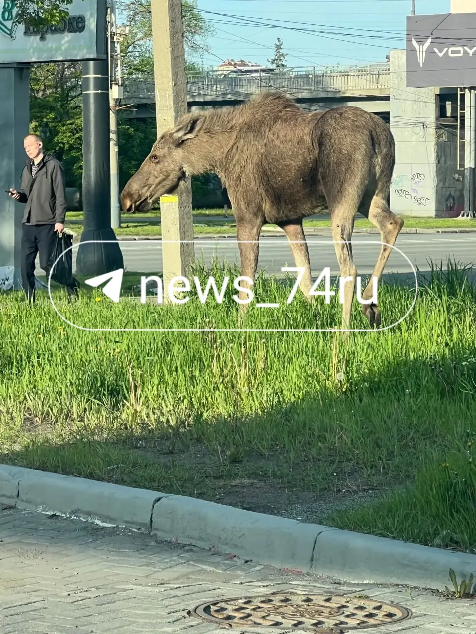 Утром в центре Челябинска горожане обнаружили крупного дикого зверя. В ЕДДС подтвердили, что поступило несколько сообщений, очевидцы звонили в 112.