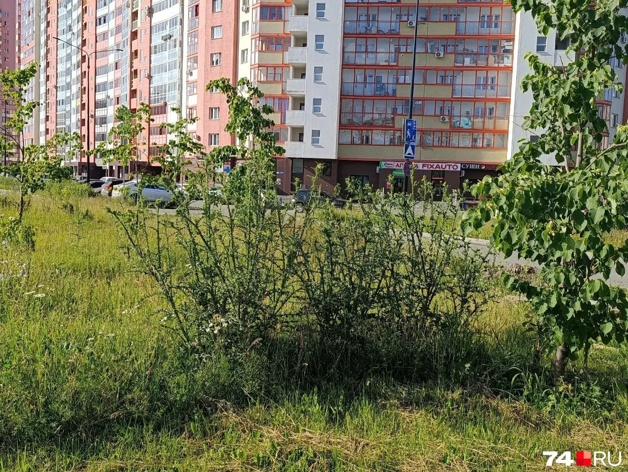 Трава в сквере «Академ Риверсайд» в Челябинске не скошена: появились высокие сорняки. В администрации пообещали вскоре привести участок в порядок и оштрафовать подрядчика.