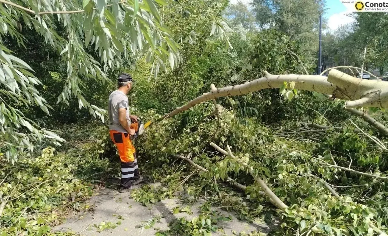 Сильный ветер повредил деревья, перекрыл тротуары и creó опасные условия для жителей Ленинского района.