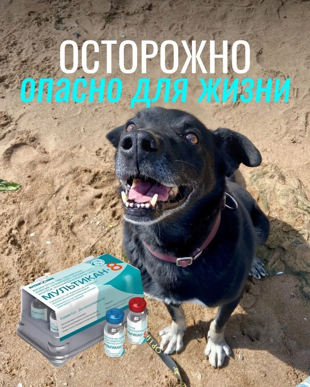 После прививок у животных зарегистрировались тяжёлые симптомы: судороги, рвота, диарея и лихорадка; часть животных погибла. Партия вакцины была изъята, проверки продолжаются.