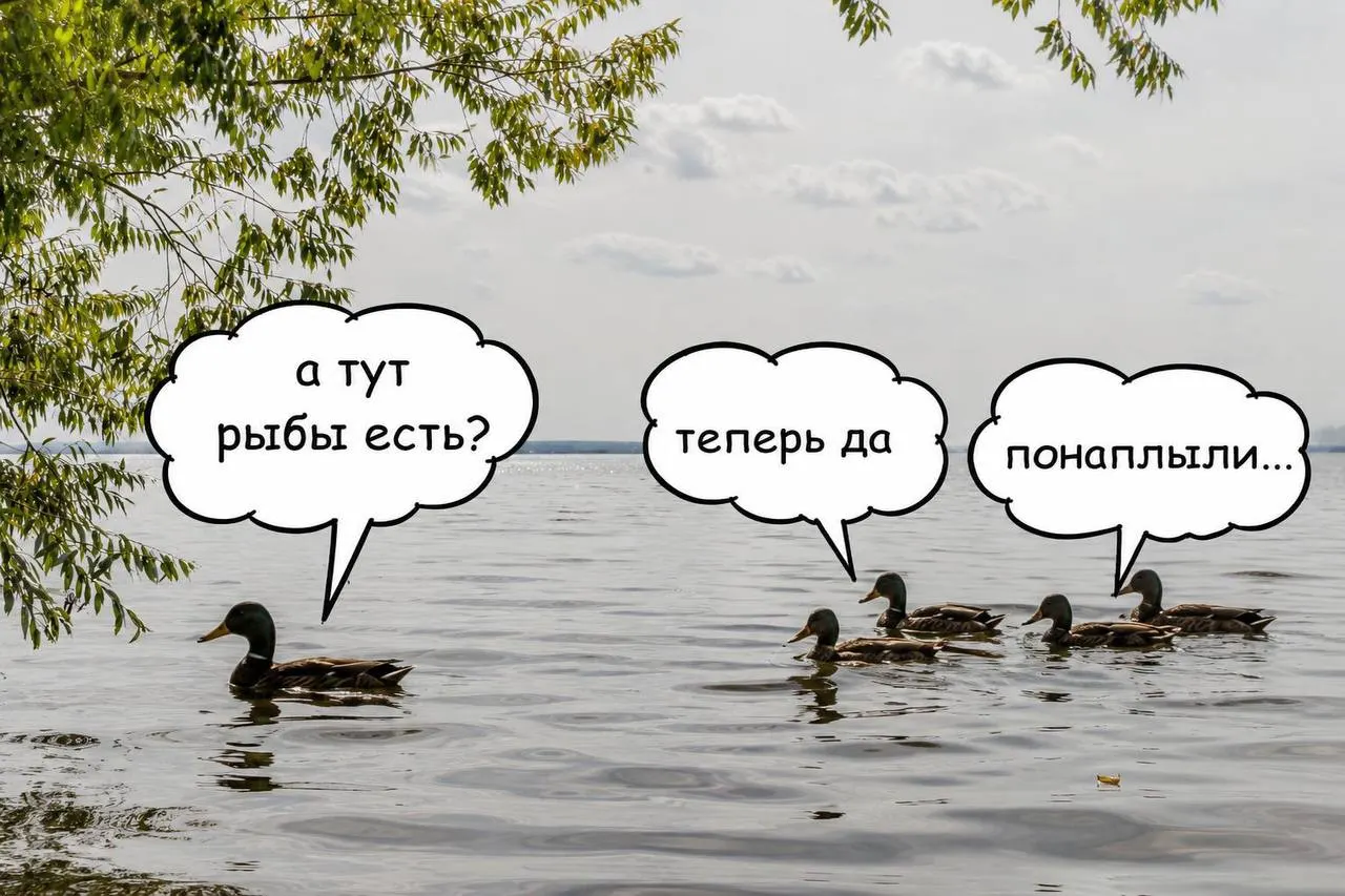 Мальки сазана помогут сохранить биобаланс водоема и снизить цветение цианобактерий.